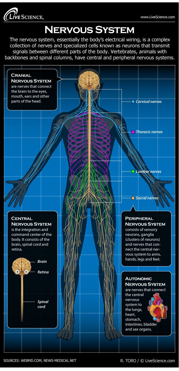 Human Nervous System - Diagram - How It Works | Live Science