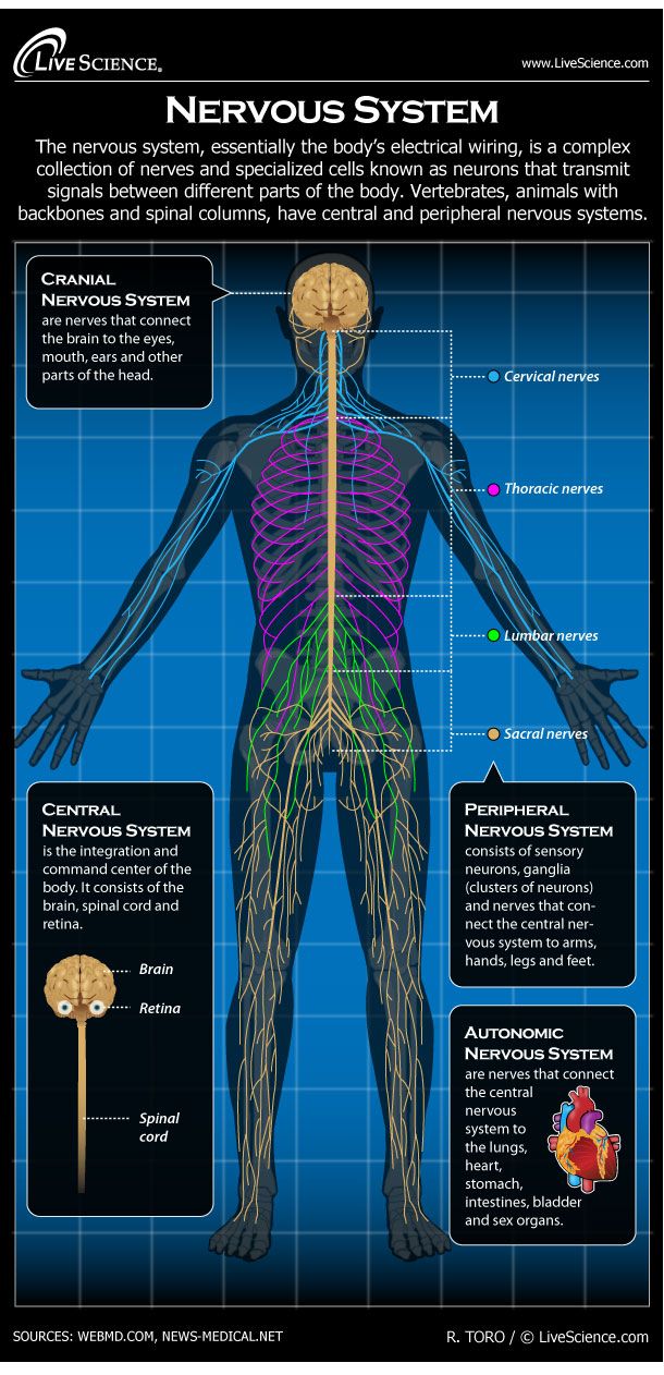 central nervous system structure