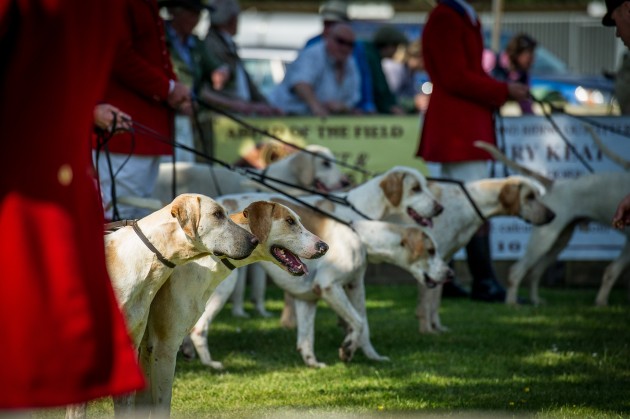 South of England Hound Show June 2015