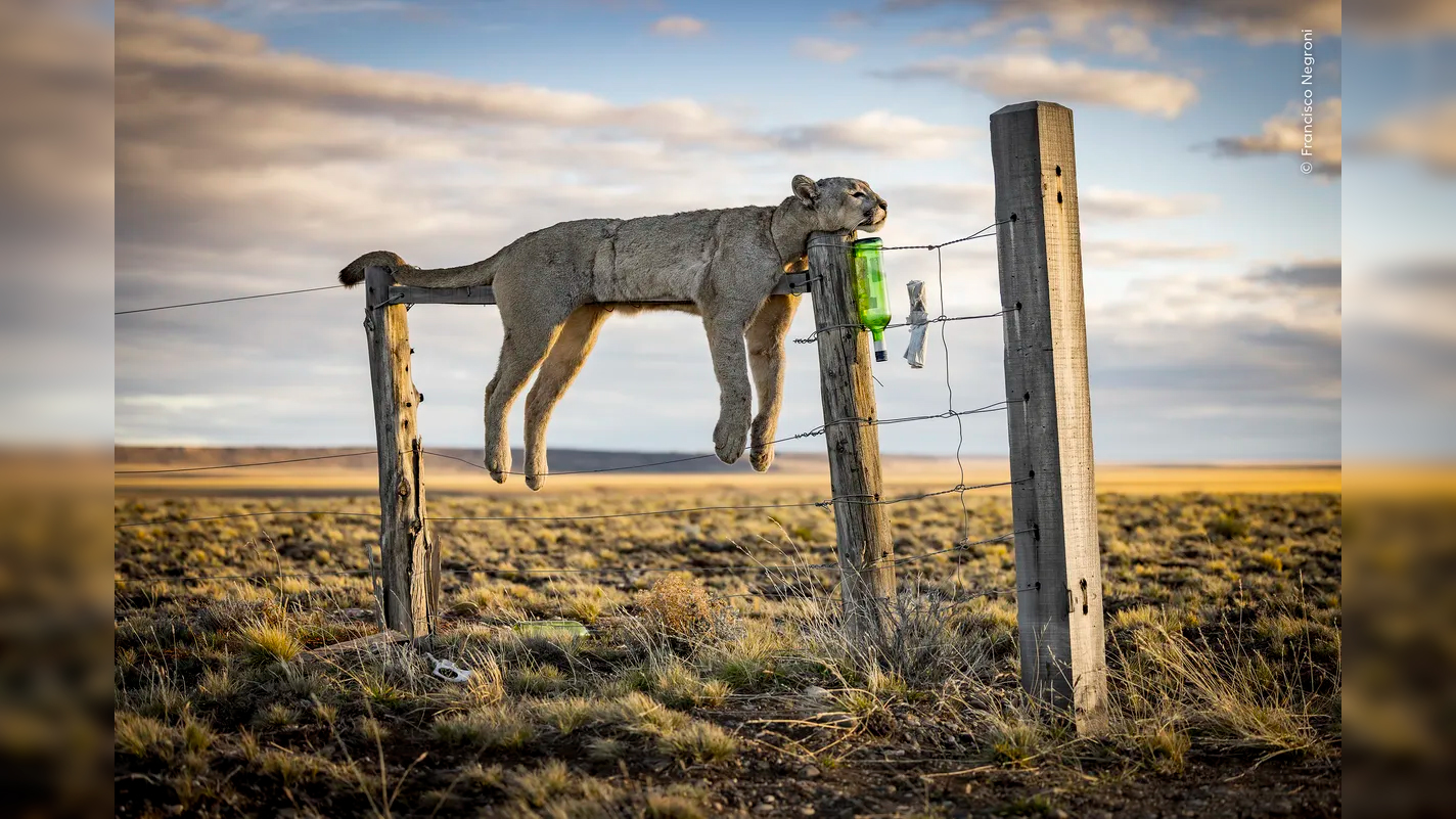 Francisco Negroni&rsquo;s picture has won the photojournalism category of Wildlife Photographer of the Year
