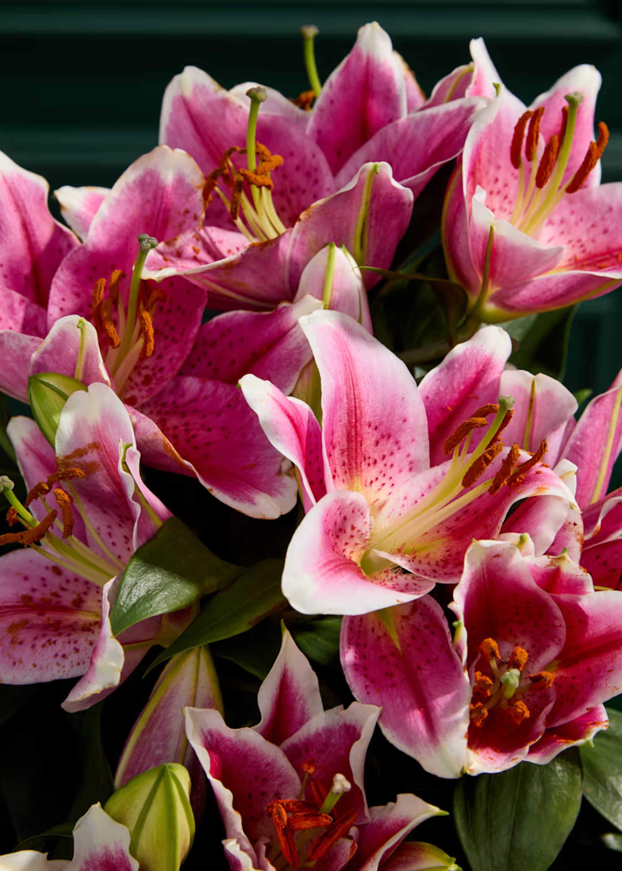 A close-up of pink oriental lilies