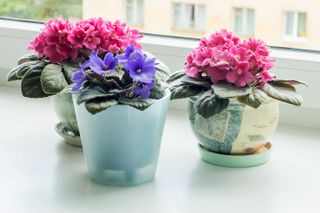 pink and purple African violet houseplants on a windowsill