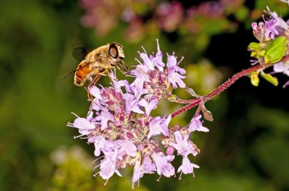 Bee On Marjoram Flowers