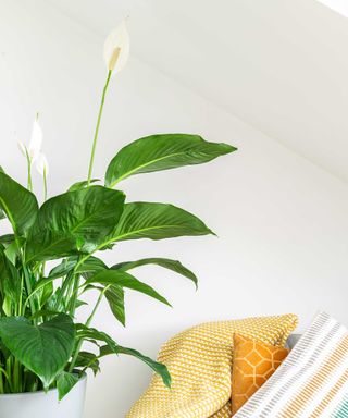 Potted peace lily next to colorful textiles