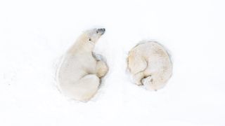 A male and female polar bear rest after mating high in the mountains. Svalbard, Norway. Ocean Photographer of the Year 2024 finalist