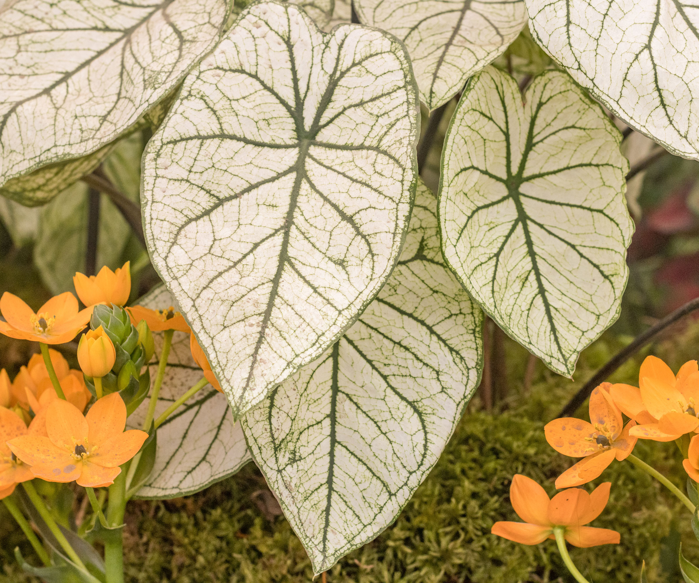caladium plants with silver white veined leaves