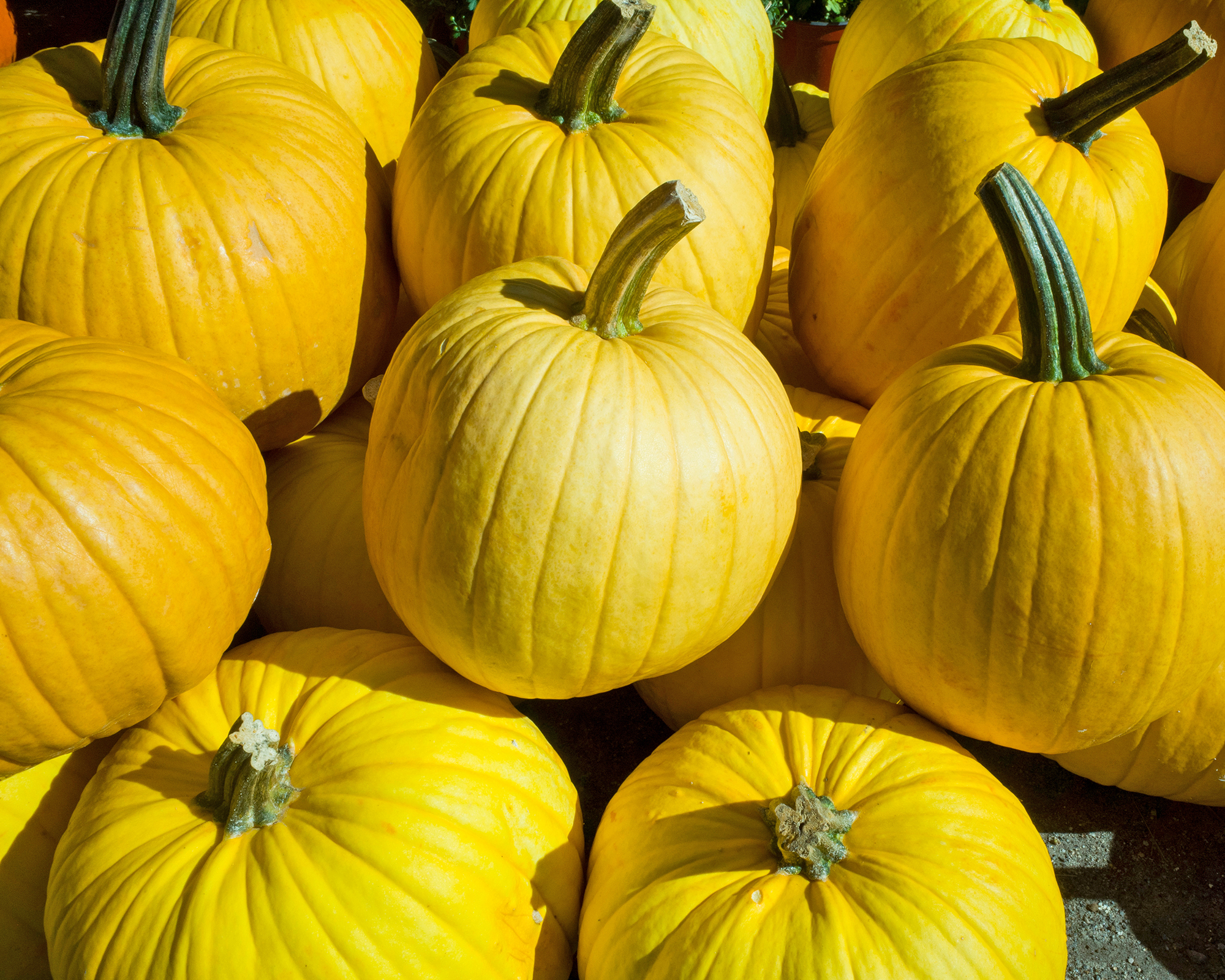 Mellow Yellow pumpkins piled up