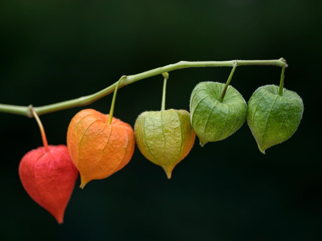 Multicolored Chinese Lantern Plant