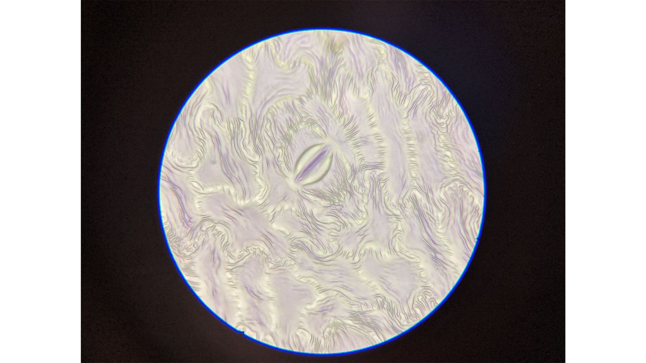 Swift SW380T microscope