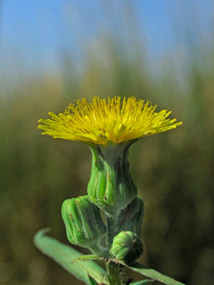 Is Cat’s Ear Edible Learn About Practical Cat’s Ear Uses Gardening