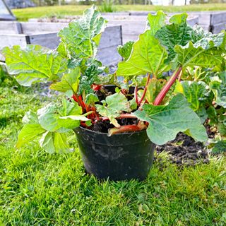 Rhubarb growing in a pot in an allotment