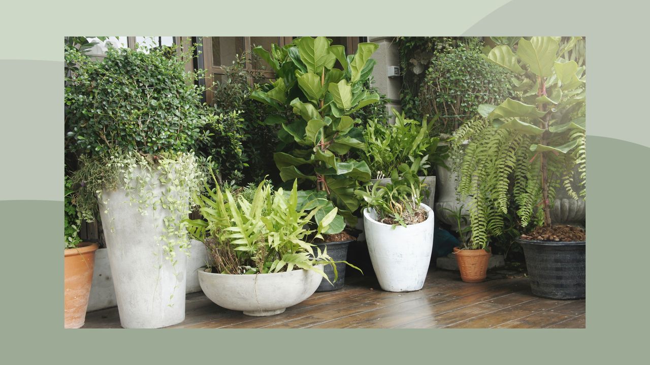 Plants in pots outdoors on green background