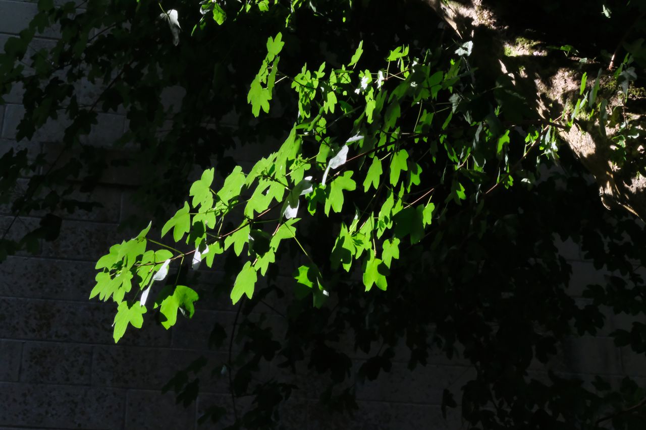 A tree's lush green leaves photographed against a bricked wall, taken on a Fujifilm X-T50