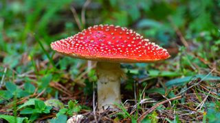 Toadstool