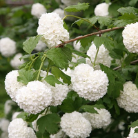 Viburnum opulus 'Roseum' from Waitrose Garden