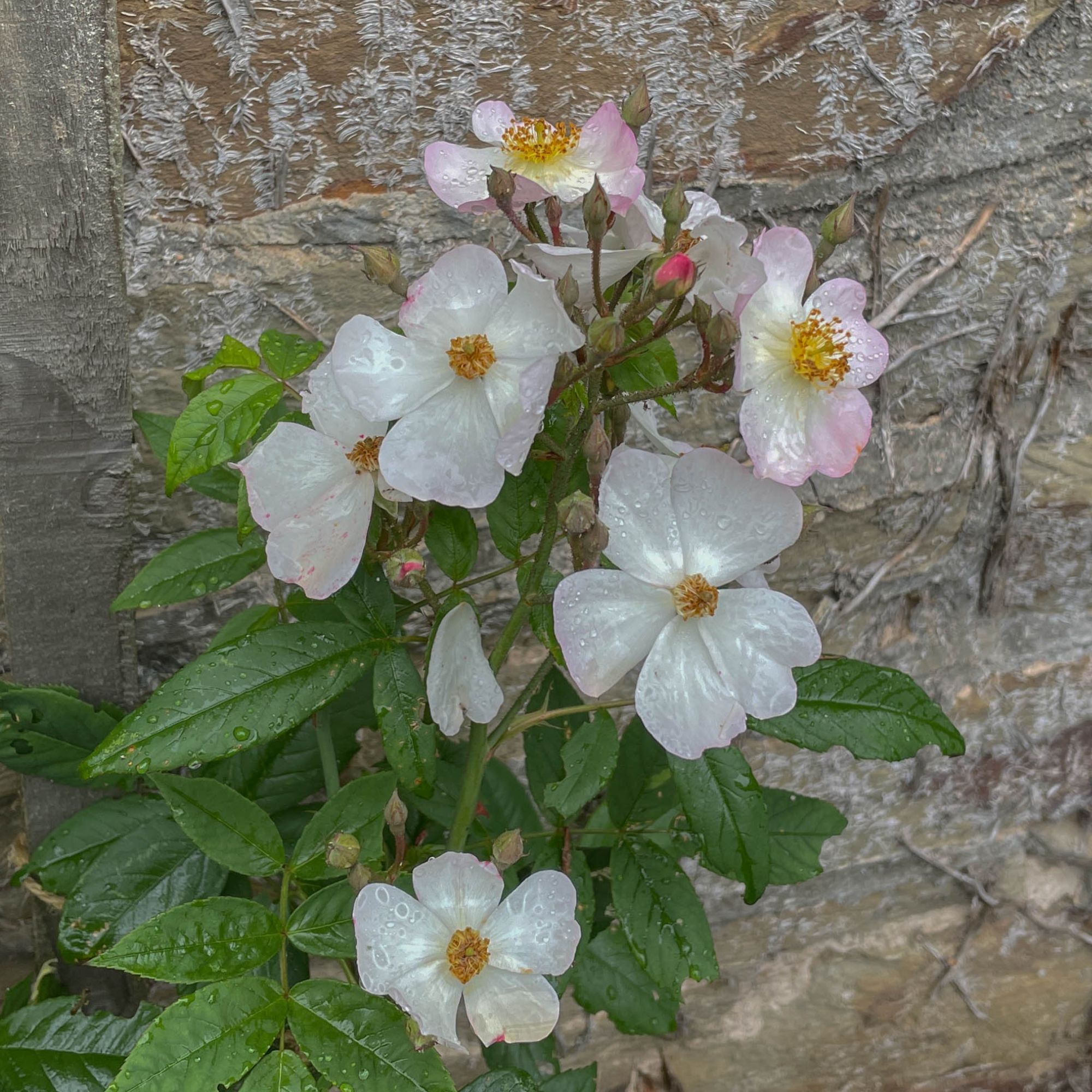 Rambling rose 'Francis E. Lester' growing in garden