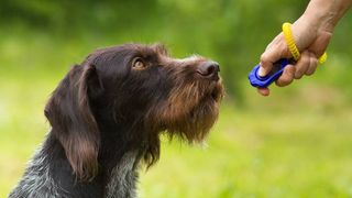 dog being trained with clicker
