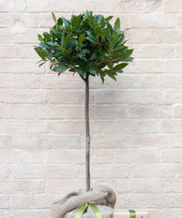 Laurus nobilis | from £127.49 at Crocus