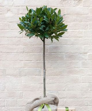 POTTED BAY LAUREL TREE AGAINST A PALE STONE BACKDROP