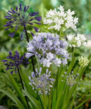 agapanthus blooms in white, lilac and indigo shades
