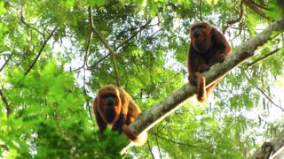 Two brown howler monkeys peer down from a branch in the RPPN Feliciano Miquel Abdala reserve.