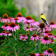 goldfinch sitting on coneflowers