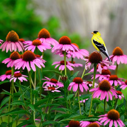 goldfinch sitting on coneflowers