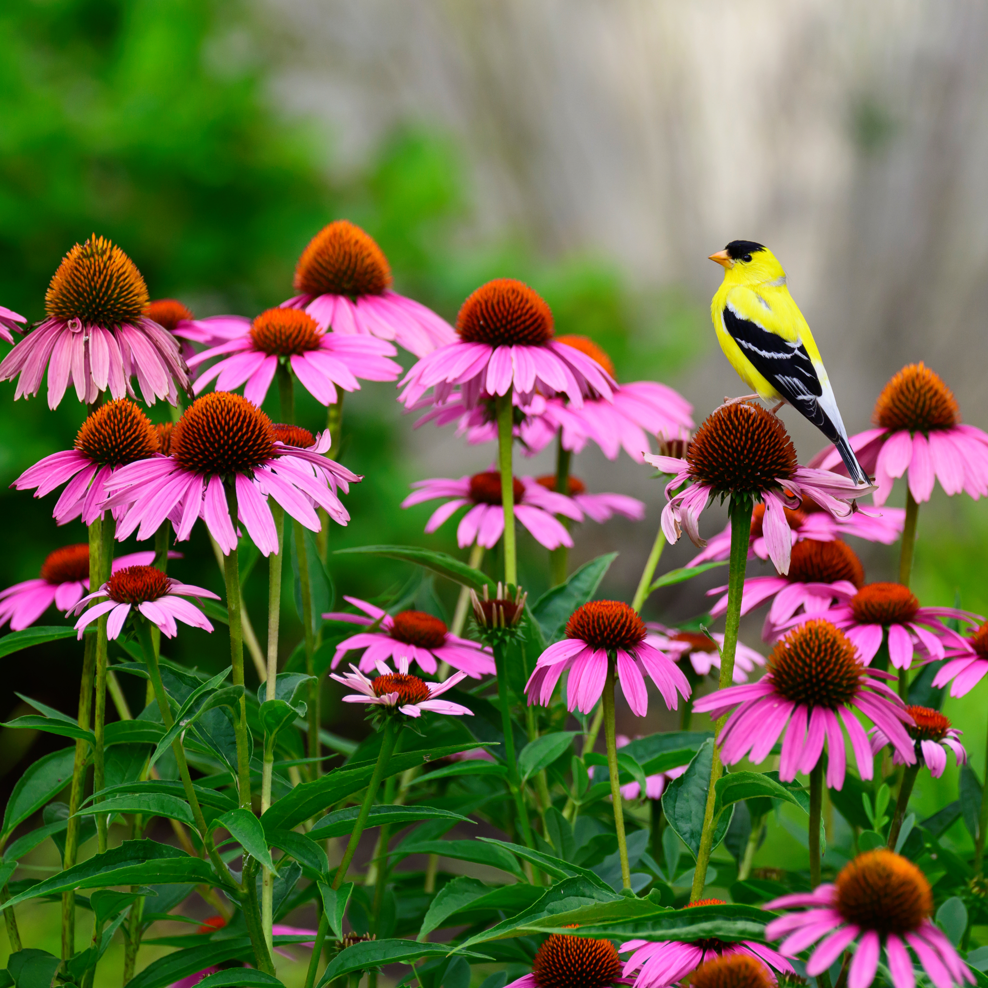 goldfinch sitting on coneflowers
