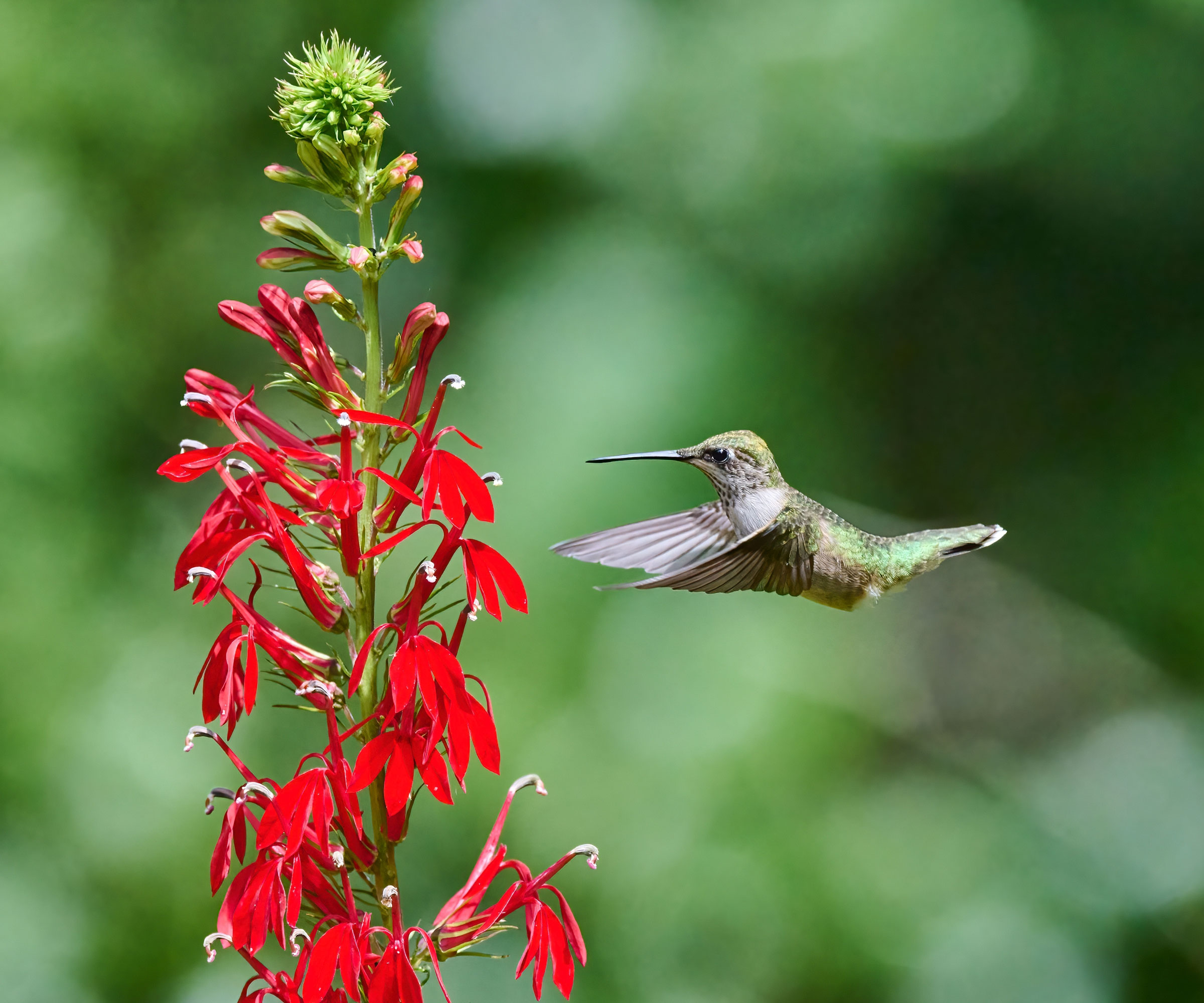 red cardinal flower and hummingbird in flight