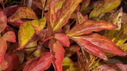 peony plant in fall showing red foliage