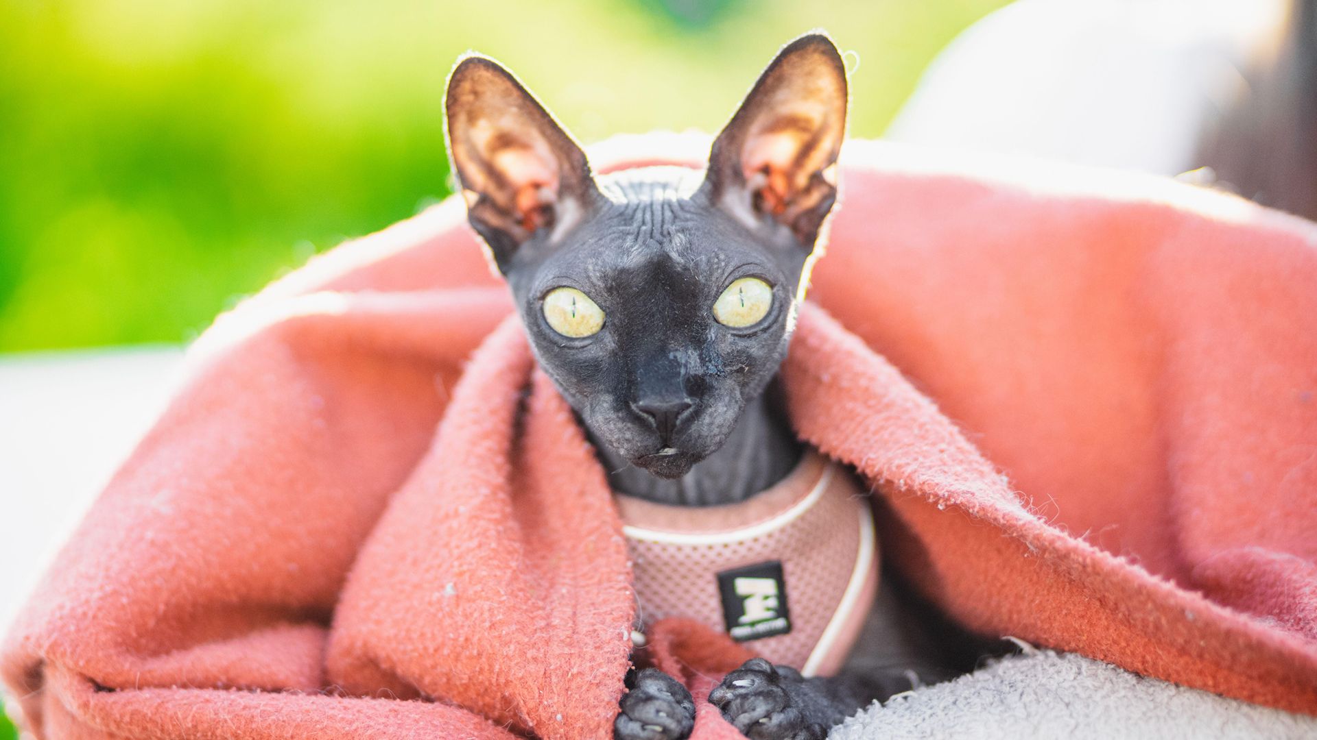 Black Sphynx cat sitting under a blanket
