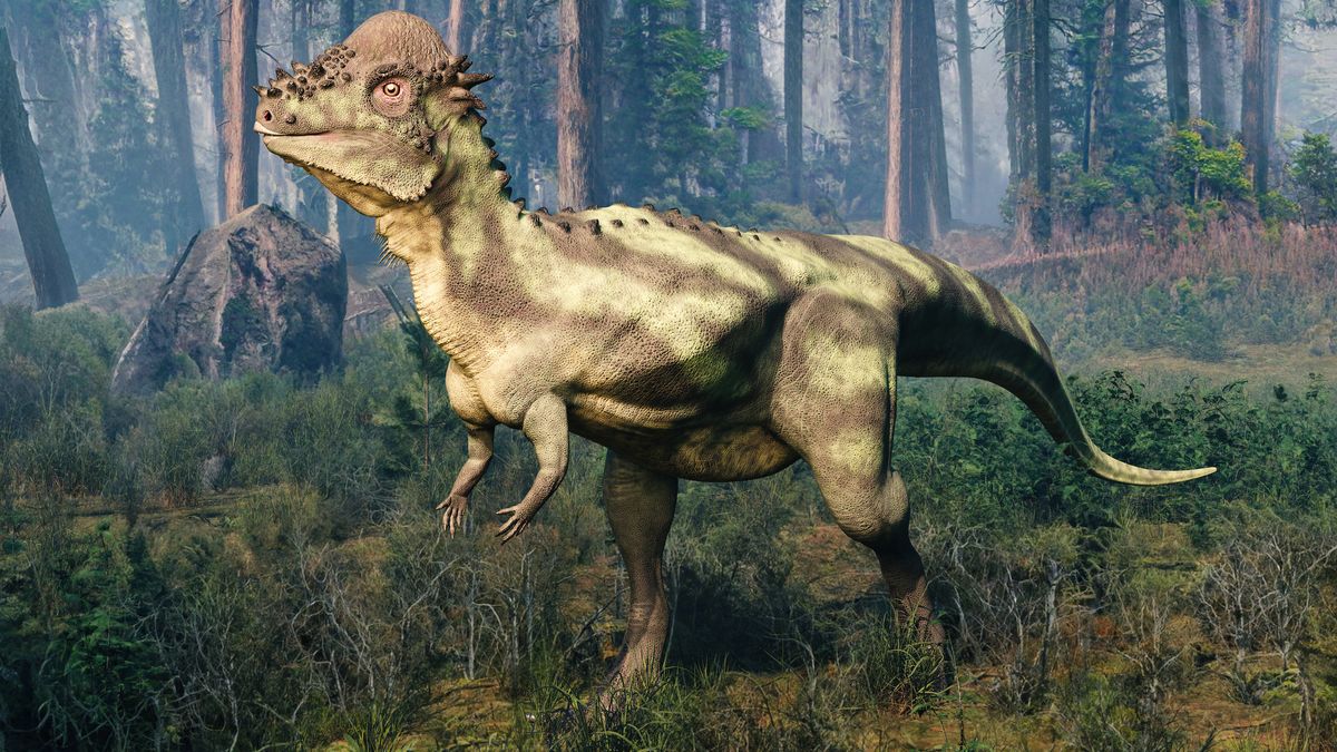 Here, we see an illustration of a Pachycephalosaurus, a plant-eating dinosaur that had a thick melon-like dome on its head.