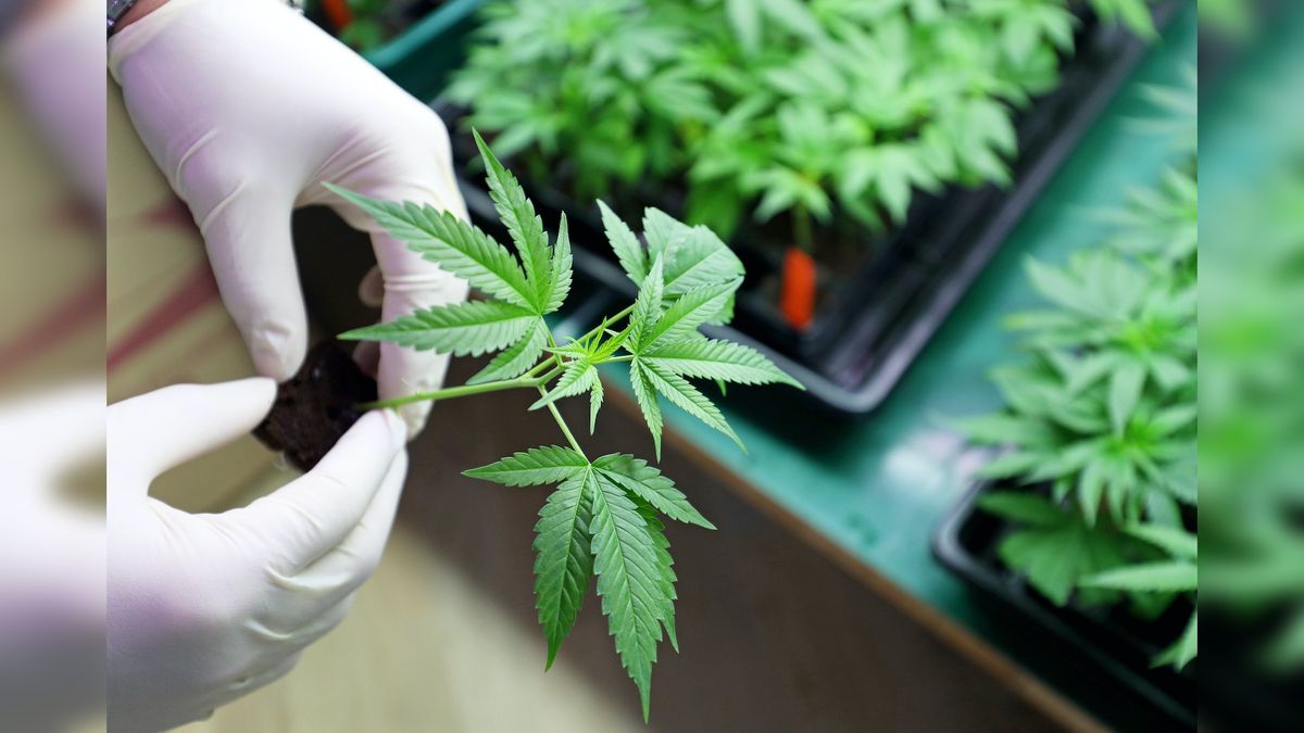 Cannabis is no better than a placebo for treating pain, 20 studies show