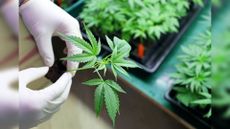 Many people use cannabis to manage pain.