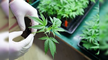 Many people use cannabis to manage pain.