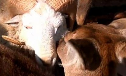 Chunzi the deer licks its love Changmao the ram: The couple's unlikely relationship started last year and has stayed strong despite the zoo's attempt to split them up.