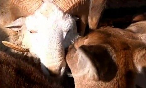 Chunzi the deer licks its love Changmao the ram: The couple&amp;#039;s unlikely relationship started last year and has stayed strong despite the zoo&amp;#039;s attempt to split them up.