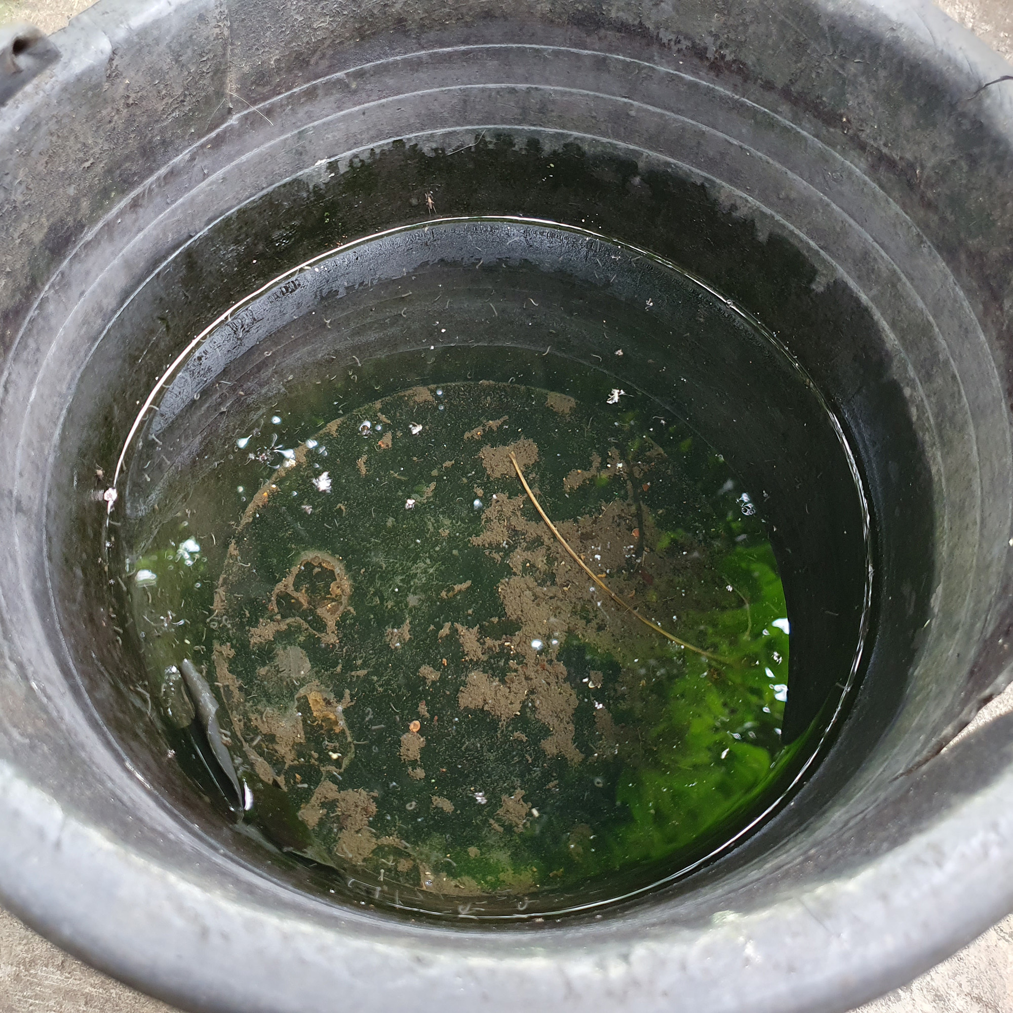 black bucket of wastewater used as a mosquito breeding site, full of larvae and algae