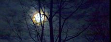 moonlight, nocturnal animals