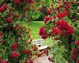 Rose garden with red climbing roses