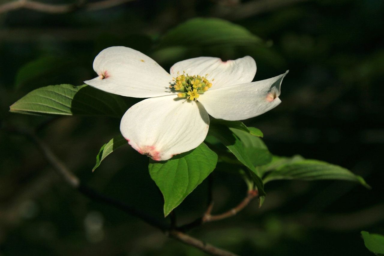 Dogwood Tree Propagation How To Grow Dogwood Cuttings Gardening