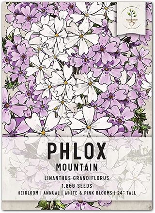 Phlox seeds