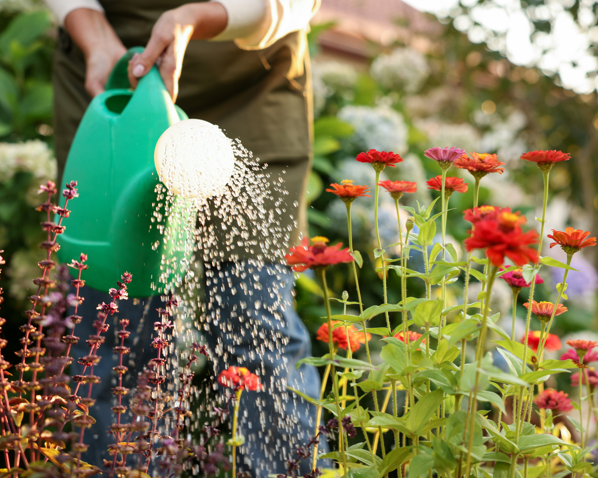 woman watering zinnias with watering can