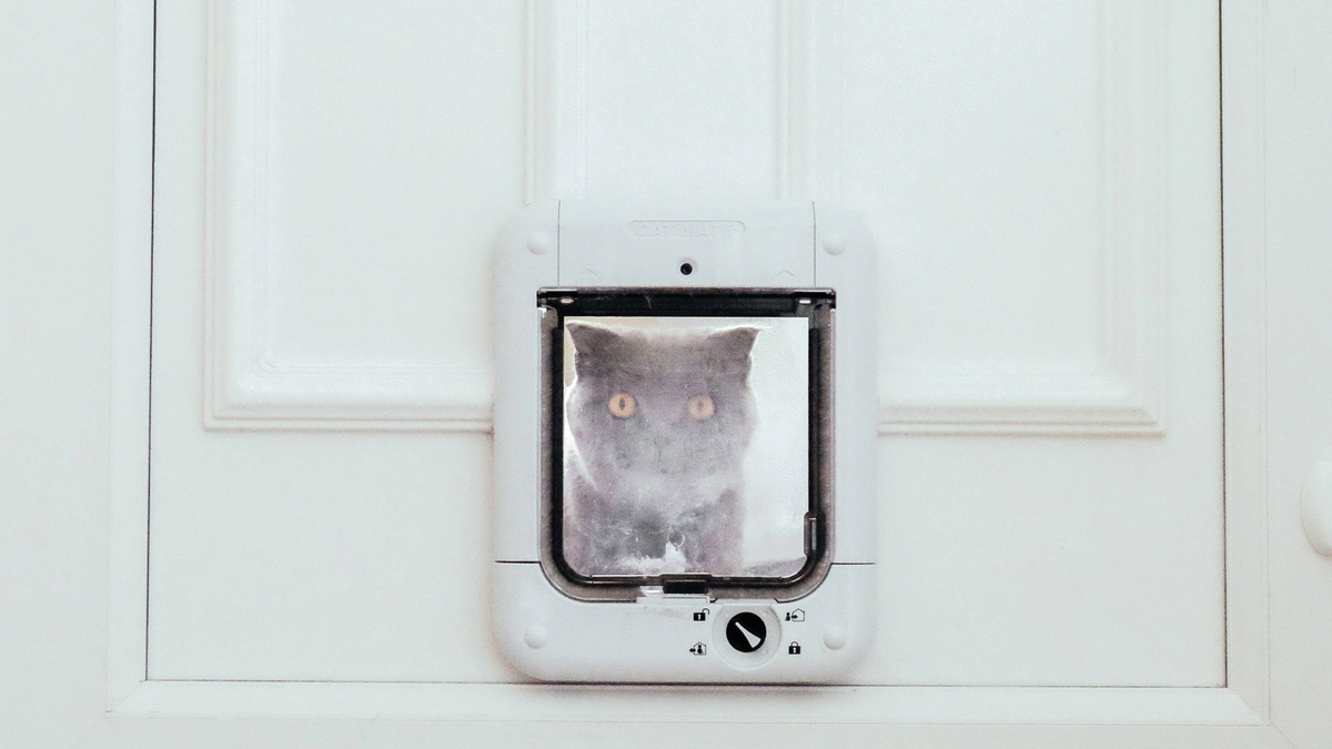 Cat staring through a cat flap