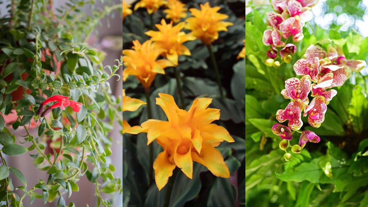 Indoor flowering plants