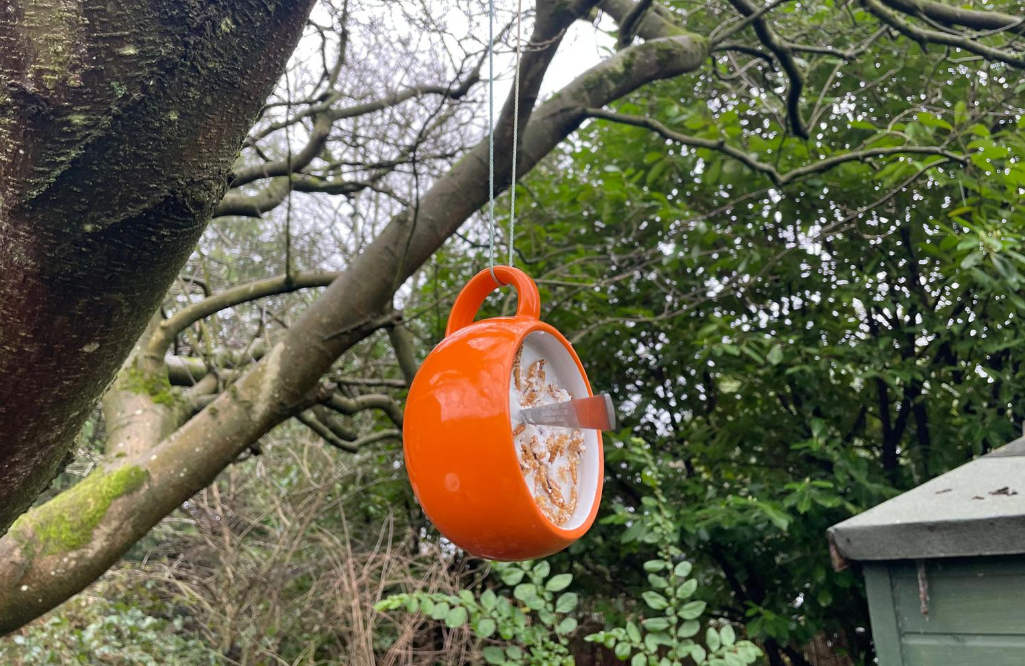Homemade teacup bird feeder hangs from a magnolia tree