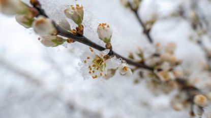 tree branch with blooms covered in snow