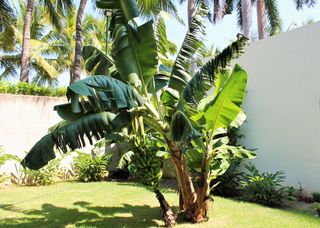 banana tree in garden