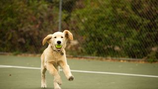 Dog running with tennis ball in his mouth