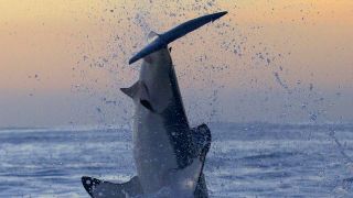 A great white shark breaching in South America in Shark Week's Air Jaws: Top Guns.